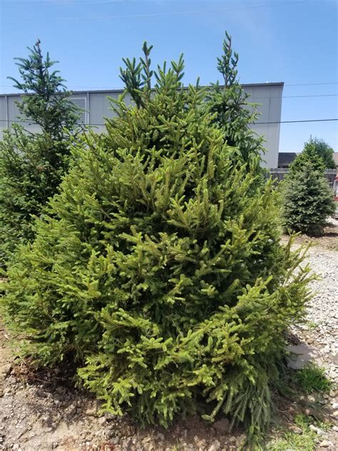 norway spruce for sale michigan